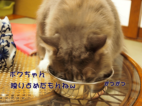 2011･12猫の時間29.jpg