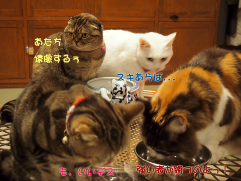 2011･12猫の時間34.jpg
