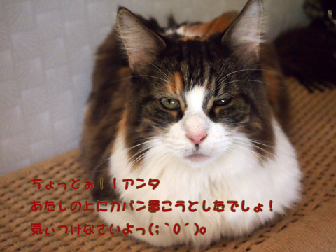 2011･12猫の時間4.jpg