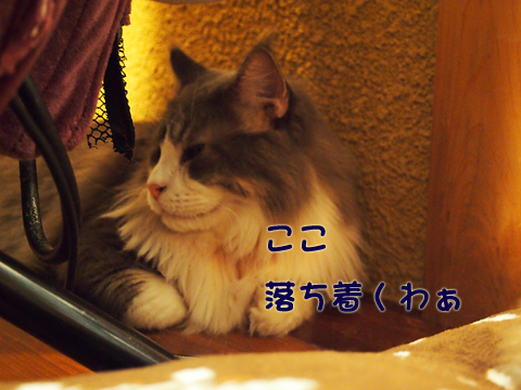 2011･12猫の時間44.jpg