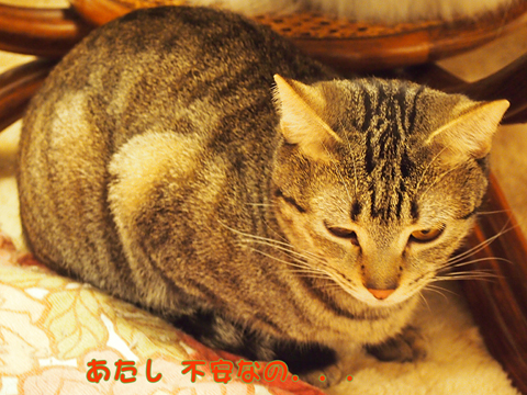 2011･12猫の時間52.jpg