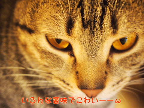 2011･12猫の時間61.jpg