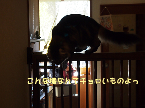 2011･12猫の時間7.jpg