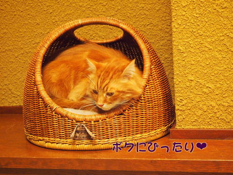 2011･12猫の時間85.jpg