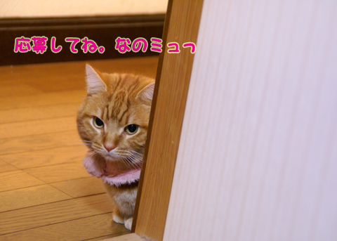 2014猫友日めくりカレンダー4.jpg
