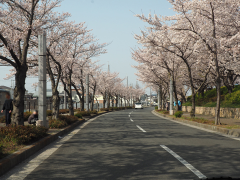2019桜-3.jpg