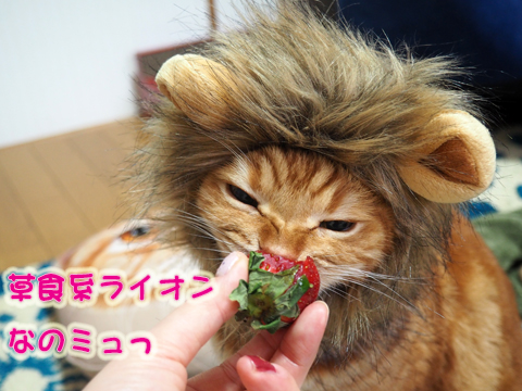 いちごを食べるライオン.jpg