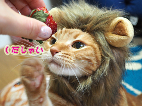 いちごを食べるライオン1.jpg