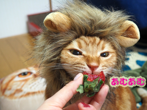 いちごを食べるライオン2.jpg