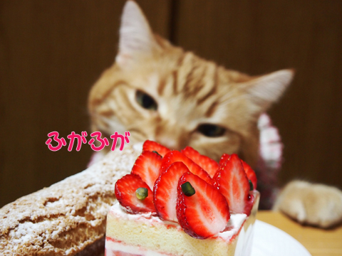 ケーキとミュウ2.jpg