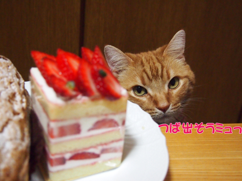 ケーキとミュウ5.jpg