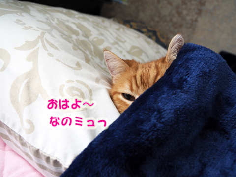 寒いの眠いの.jpg