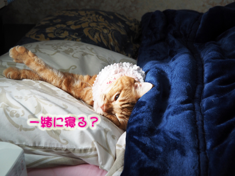 寒いの眠いの3.jpg