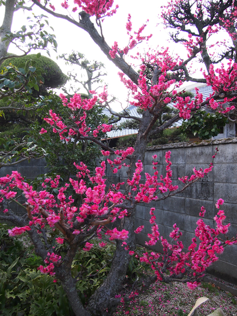 庭の紅梅2015.jpg