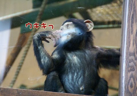 旭山動物園102（チンパンジー）.jpg