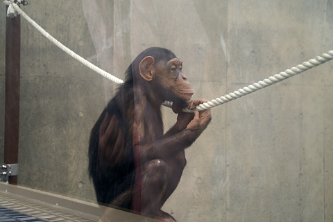 旭山動物園103（チンパンジー）.jpg