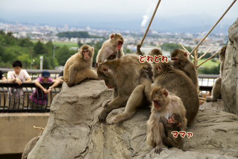 旭山動物園106（さる山）.jpg