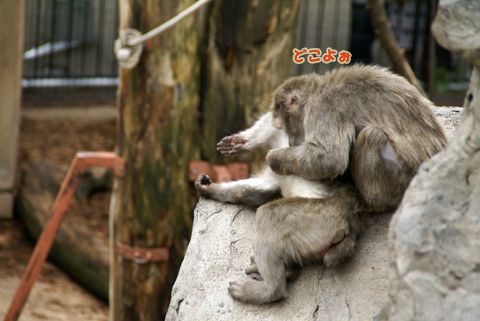 旭山動物園111（さる山）.jpg