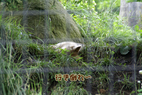 旭山動物園120（オオカミ）.jpg