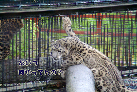 旭山動物園139（ユキヒョウ）.jpg