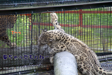 旭山動物園140（ユキヒョウ）.jpg