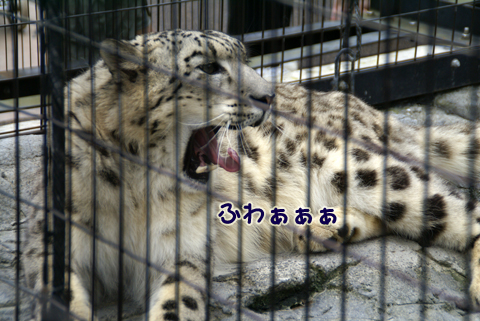 旭山動物園149（ユキヒョウ）.jpg