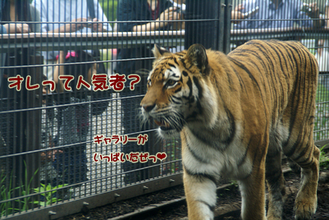 旭山動物園155（アムールトラ）.jpg