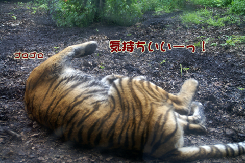 旭山動物園156（アムールトラ）.jpg