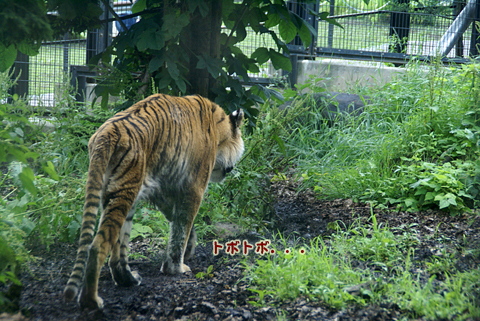 旭山動物園163（アムールトラ）.jpg