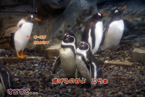 旭山動物園20(ペンギン館）.jpg