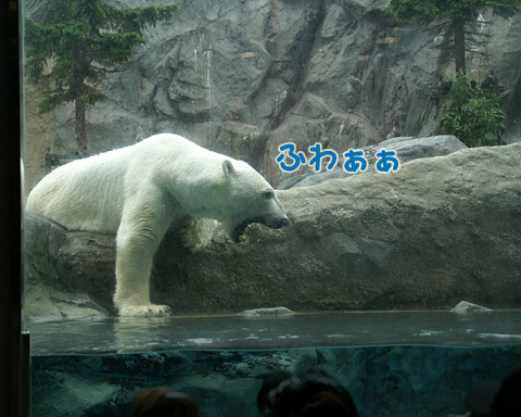 旭山動物園33(シロクマ）.jpg