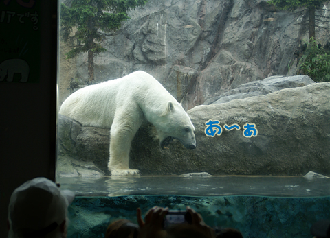 旭山動物園34(シロクマ）.jpg