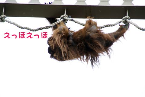 旭山動物園45（オラウータン）.jpg