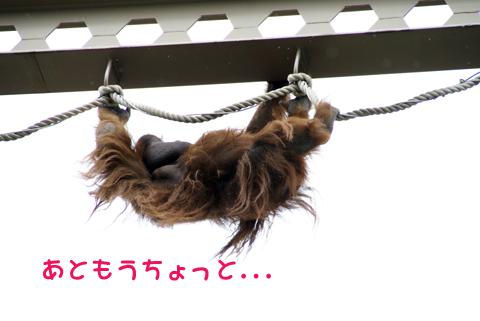 旭山動物園47（オラウータン）.jpg