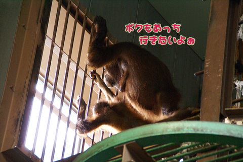 旭山動物園54（オラウータン）.jpg