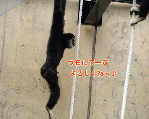 旭山動物園55（シロテナガザル）.jpg