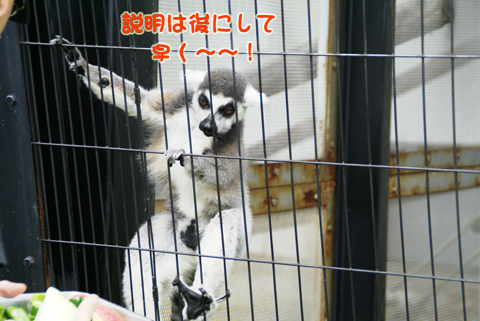 旭山動物園72（ワオキツネザル）.jpg