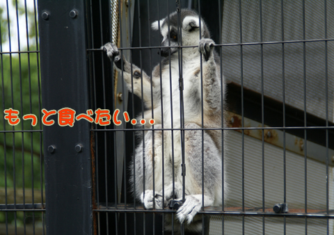 旭山動物園78（ワオキツネザル）.jpg