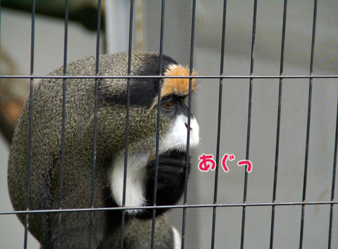 旭山動物園86（ブラッザグェノン）.jpg
