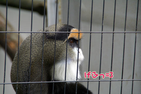 旭山動物園87（ブラッザグェノン）.jpg
