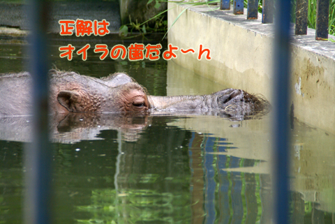 旭山動物園96（カバの歯）.jpg