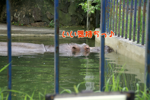旭山動物園97（カバの歯）.jpg