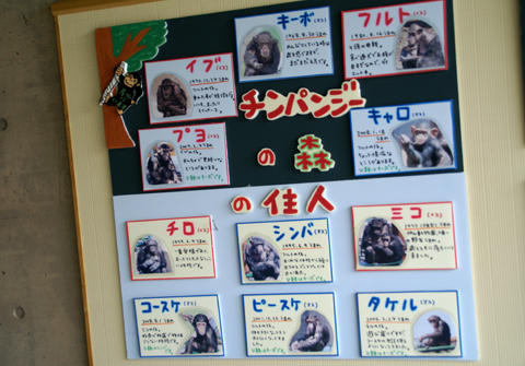 旭山動物園98（チンパンジー）.jpg