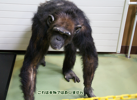 旭山動物園99（チンパンジー）.jpg