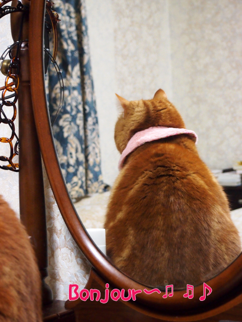 鏡の中のミュウミュウ.jpg